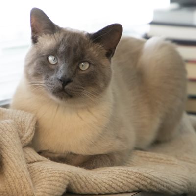 Bobby the Siamese cat, mid-serenade