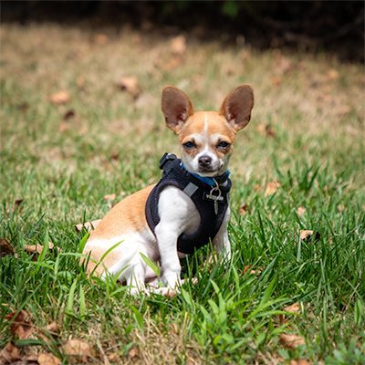 Tiny Milo, alert and ready to guard