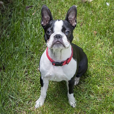 Minnie, energetic Boston Terrier mix