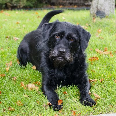 Nala, a black lab & schnauzer mix with big personality