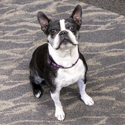 Sadie looking ready to wiggle