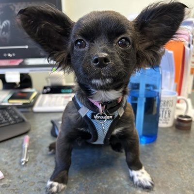 Maizy, cheerful and wiggly, Milo's half-sister
